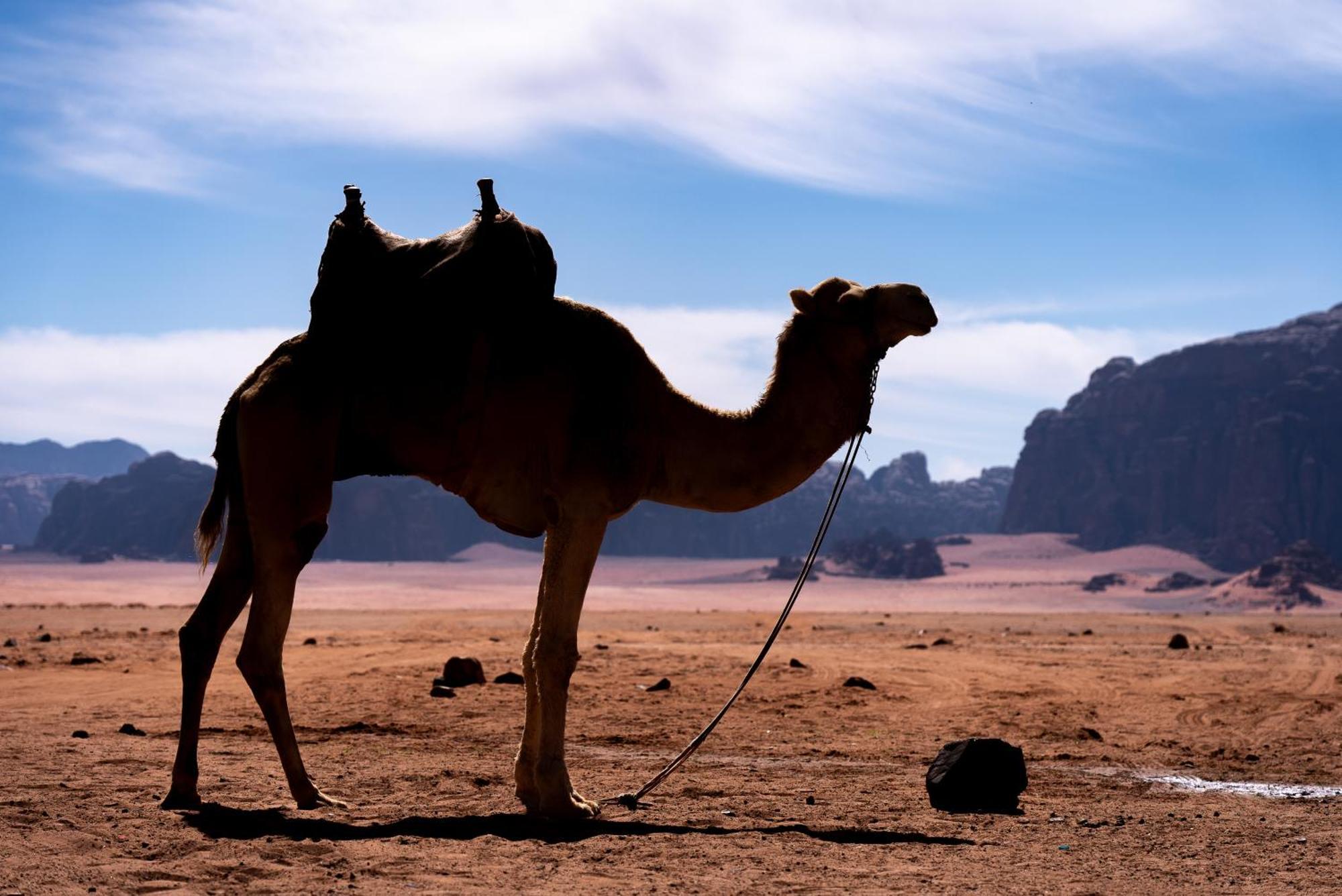 Oblivion Camp Hotell Wadi Rum Eksteriør bilde